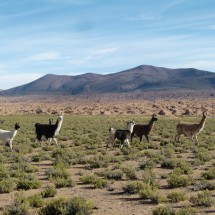 Llamas between Uyuni and Quetena Chico